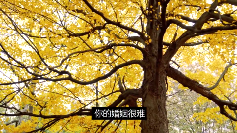人生要真正圆满就要接受彼此的不圆满(格局视野要打开).mp4