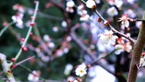 道德经蕴含每个人生命中最深层的核心.mp4