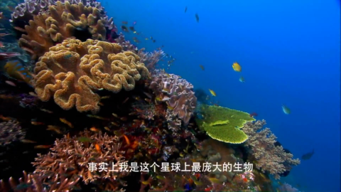 大自然在说话：甄子丹  珊瑚礁_保护国际基金会（CI）.mp4