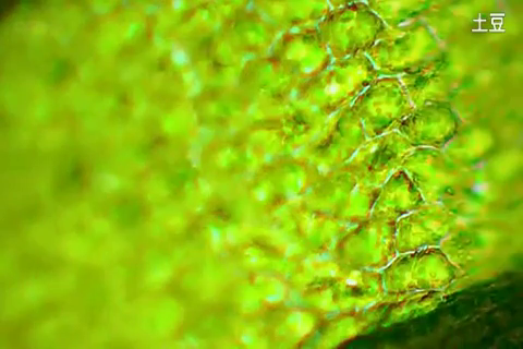 130607 BBC植物之歌_光合作用_剪辑_x264.mp4