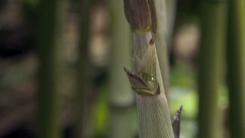 [BBC：生命] 09 植物1.mp4