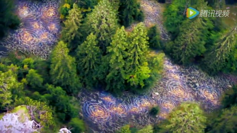 180707【德语纪录片】 我们的森林 第一集 树之私语【FIX字幕侠】.mp4